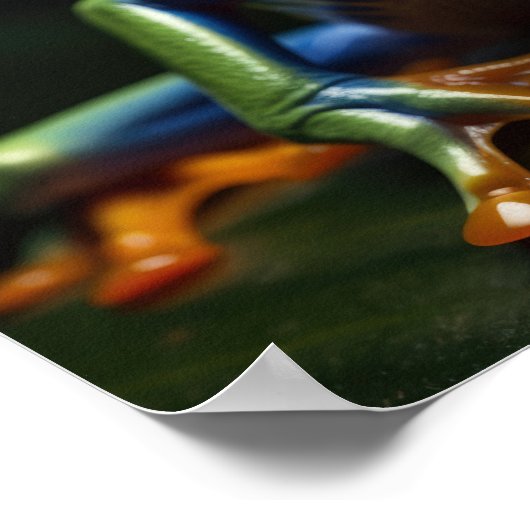 Roter mit Augen Baumfrosch Poster (Ecke)