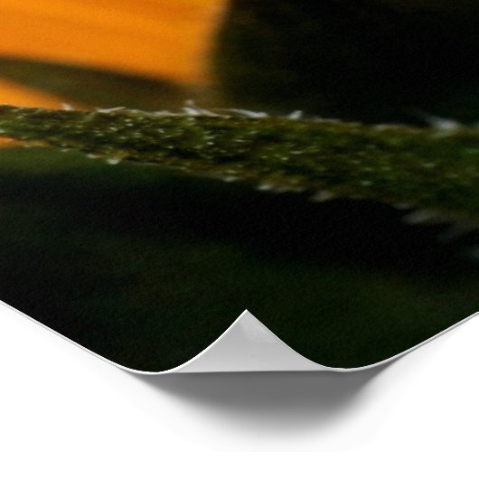 Roter mit Augen Baumfrosch Poster (Ecke)