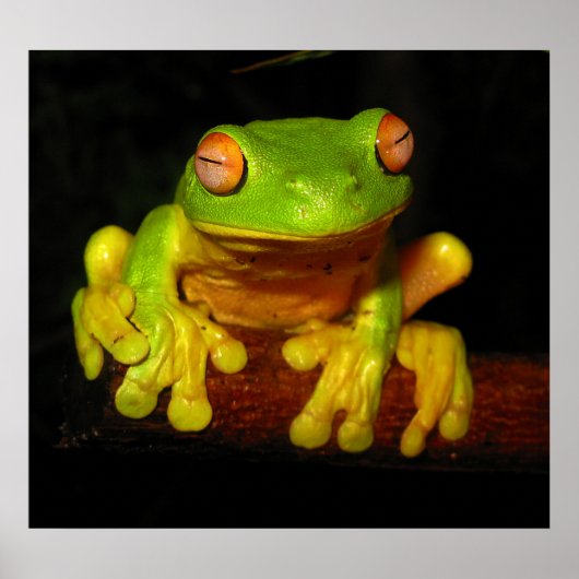 Roter Mit Augen Baumfrosch Poster (Vorne)