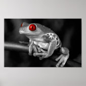 Roter Mit Augen Baumfrosch Poster (Vorne)
