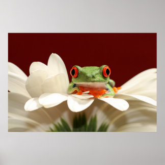 Roter mit Augen Baumfrosch Poster