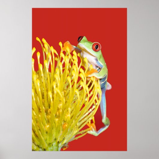 Roter mit Augen Baumfrosch Poster (Vorne)