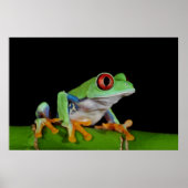 Roter mit Augen Baumfrosch Poster (Vorne)