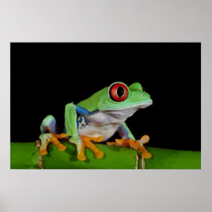 Roter mit Augen Baumfrosch Poster