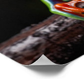 Roter mit Augen Baumfrosch Poster (Ecke)