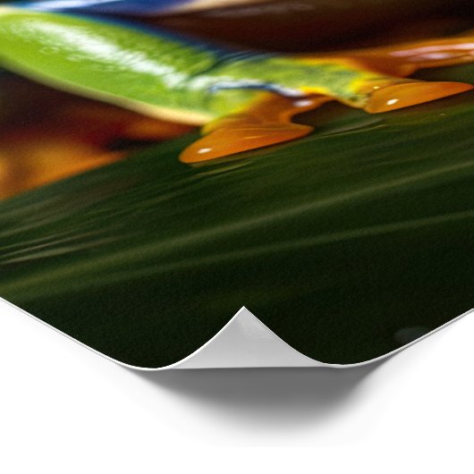 Roter mit Augen Baumfrosch Poster (Ecke)