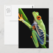 Roter mit Augen Baumfrosch Postkarte (Vorne/Hinten)