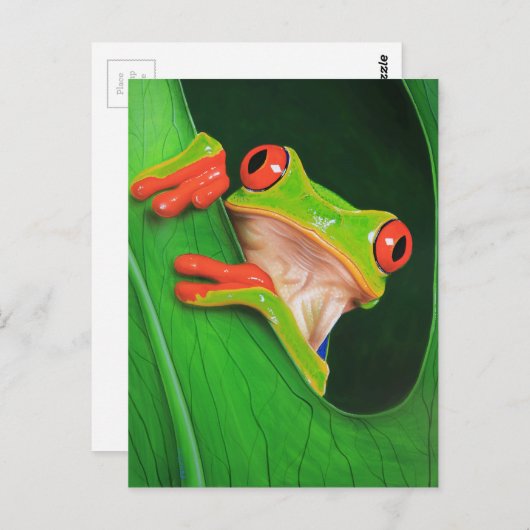 Roter Mit Augen Baumfrosch Postkarte (Vorne/Hinten)