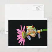 roter mit Augen Baumfrosch Postkarte (Vorne/Hinten)