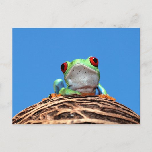 Roter mit Augen Baumfrosch Postkarte (Vorderseite)