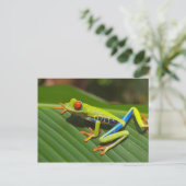 Roter Mit Augen Baumfrosch Postkarte (Stehend Vorderseite)