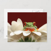 Roter mit Augen Baumfrosch Postkarte (Vorne/Hinten)