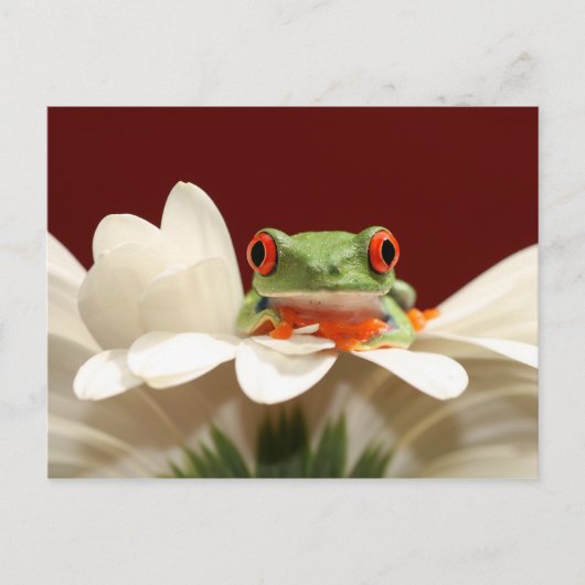Roter mit Augen Baumfrosch Postkarte (Vorderseite)