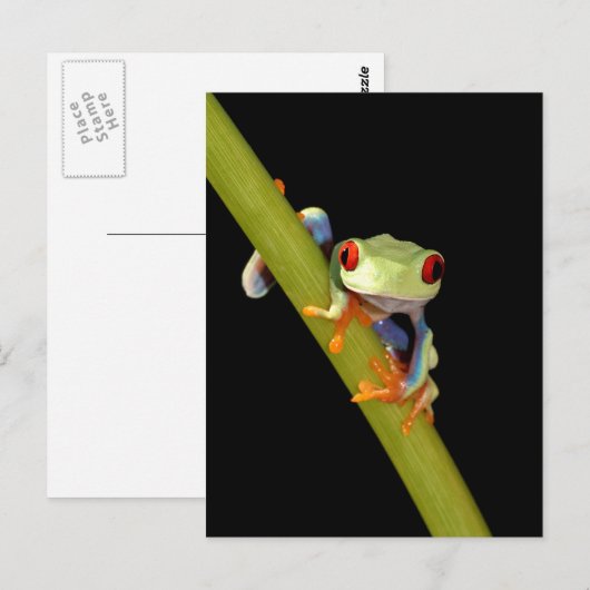 roter mit Augen Baumfrosch Postkarte (Vorne/Hinten)