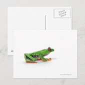 Roter mit Augen Baumfrosch Postkarte (Vorne/Hinten)