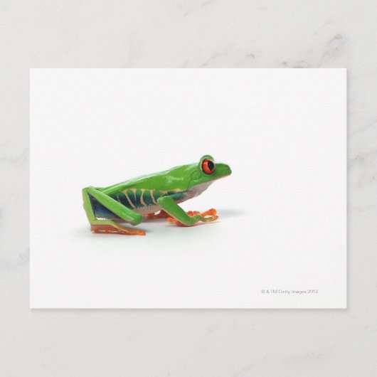 Roter mit Augen Baumfrosch Postkarte (Vorderseite)