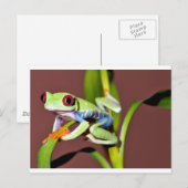 Roter mit Augen Baumfrosch Postkarte (Vorne/Hinten)