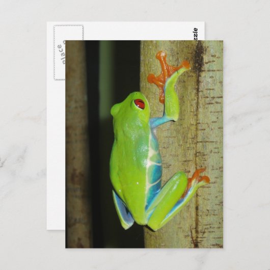 Roter mit Augen Baumfrosch Postkarte (Vorne/Hinten)