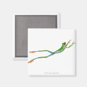 Roter mit Augen Baumfrosch springt Magnet (Vorderseite/Rückseite)