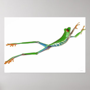 Roter mit Augen Baumfrosch springt Poster
