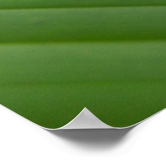 Roter Mit Augen Grünbaumfrosch Poster (Ecke)