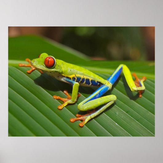Roter Mit Augen Grünbaumfrosch Poster (Vorne)
