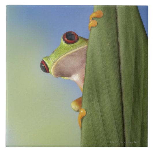 Roter mit Augen Tre Frosch, der von hinten ein Fliese (Vorderseite)
