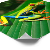 Roter mit Augen tropischer Regenwaldfrosch Poster (Ecke)
