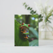 Roter mit Augen Wald in Monteverde Cloud Forest Postkarte (Stehend Vorderseite)