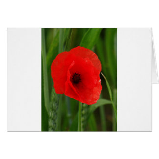 Roter Mohn