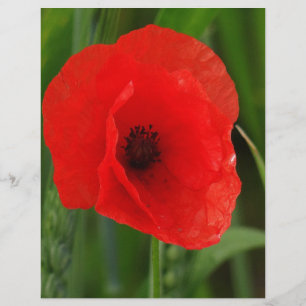 Roter Mohn