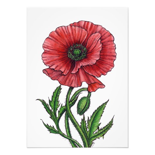 Roter Mohn, Aquarell und Tinte Fotodruck (Vorne)