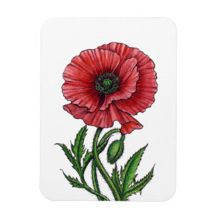 Roter Mohn, Aquarell und Tinte Magnet