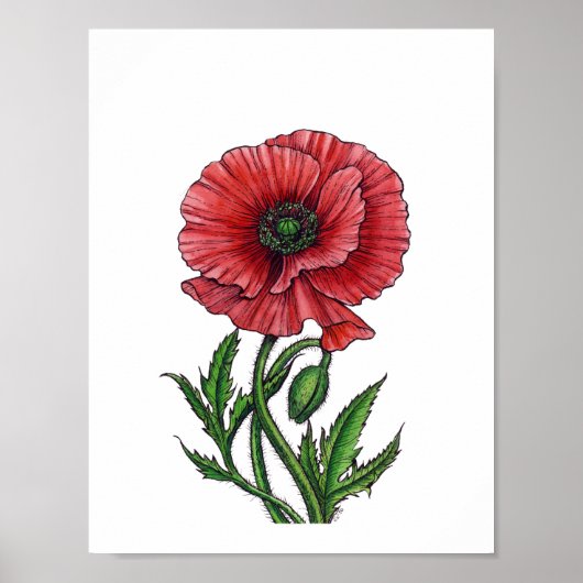 Roter Mohn, Aquarell und Tinte Poster (Vorne)