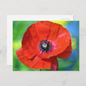 Roter Mohn auf dem Sonnenschein Postkarte (Vorne/Hinten)