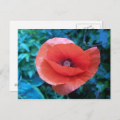 Roter Mohn aus der Toskana. Postkarte (Vorne/Hinten)