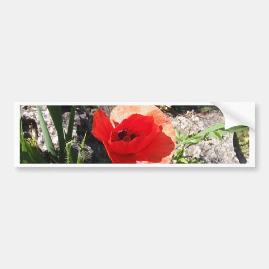 Roter Mohn Autoaufkleber (Vorne)