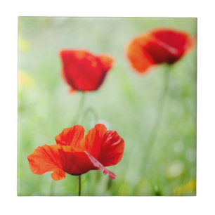 Roter Mohn-Blume Fliese