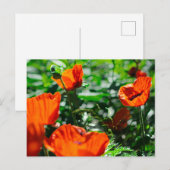 Roter Mohn Blume Garten Postkarte (Vorne/Hinten)