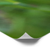 Roter Mohn-Blume Poster (Ecke)
