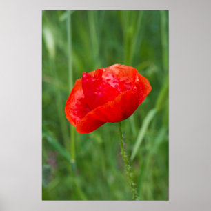 Roter Mohn-Blume Poster