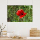 Roter Mohn-Blume Poster (Küche)
