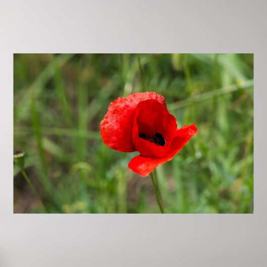 Roter Mohn-Blume Poster (Vorne)