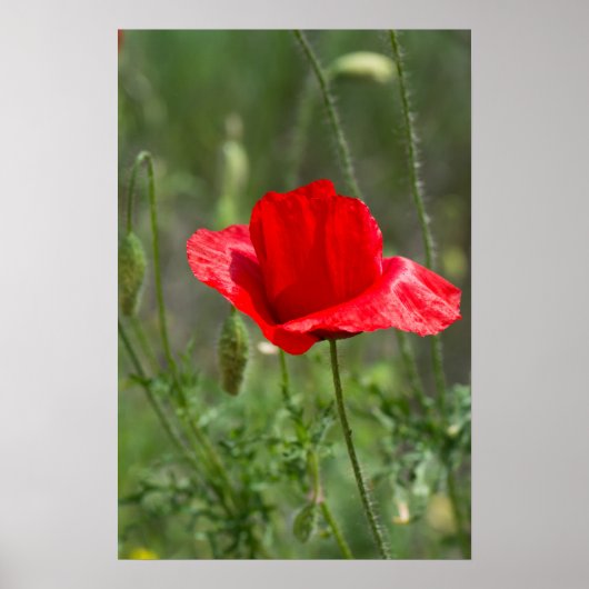 Roter Mohn-Blume Poster (Vorne)