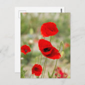 Roter Mohn-Blume Postkarte (Vorne/Hinten)