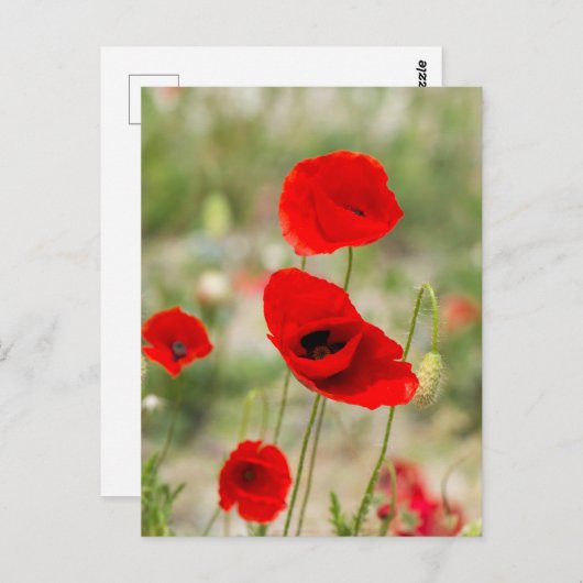 Roter Mohn-Blume Postkarte (Vorne/Hinten)