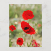 Roter Mohn-Blume Postkarte (Vorderseite)