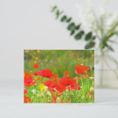 Roter Mohn Blume Postkarten Grüne Sommerwiese (Stehend Vorderseite)