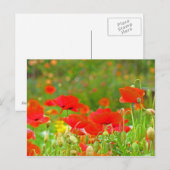 Roter Mohn Blume Postkarten Grüne Sommerwiese (Vorne/Hinten)
