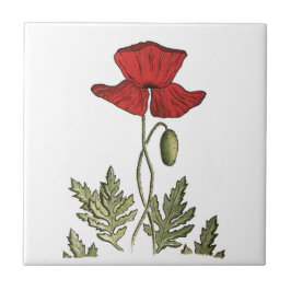 Roter Mohn Fliese